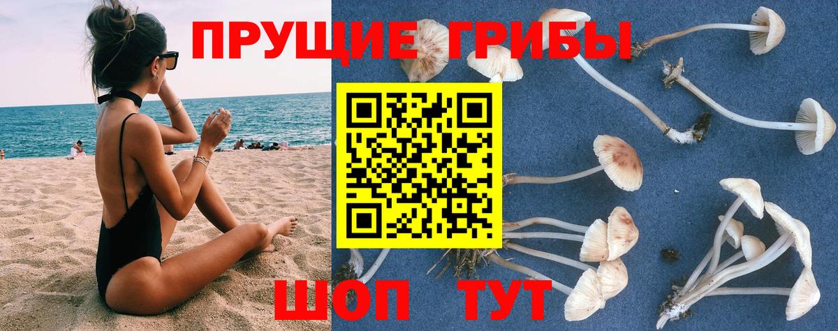 Псилоцибиновые грибы Cubensis  Вход с VPN  Лениногорск  Галлюциногенные грибы GOLDEN TEACHER 